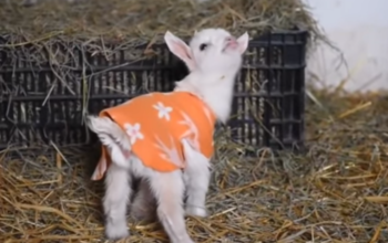 Goats in Pajamas!