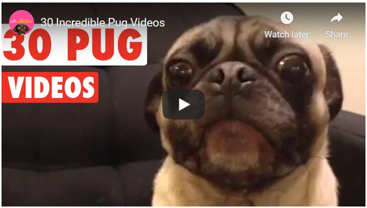 SaaSsy Pugs! Pugs! Pugs!