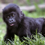 Baby Gorillas Being Naughty!